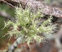 Usnea strigosa image