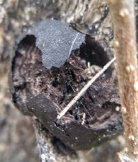 Daldinia concentrica image