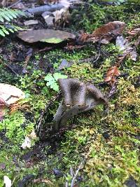 Craterellus cornucopioides image