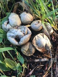 Lycoperdon perlatum image