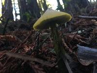 Hygrocybe singeri image