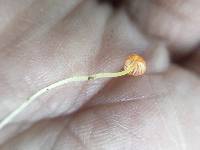 Mycena acicula image