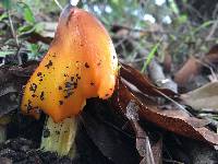 Hygrocybe singeri image