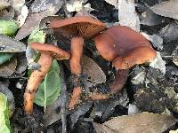 Lactarius rufulus image