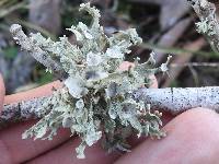 Ramalina complanata image