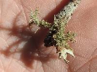 Usnea strigosa image