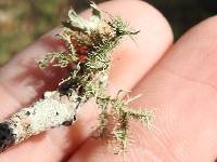 Usnea strigosa image