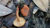 Lactarius rubidus image