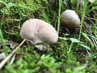 Lycoperdon perlatum image