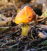 Hygrocybe singeri image