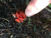 Sarcoscypha coccinea image