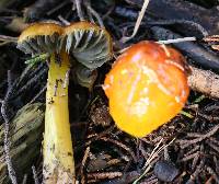 Hygrocybe singeri image