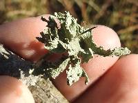 Ramalina complanata image