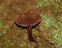 Laccaria amethysteo-occidentalis image