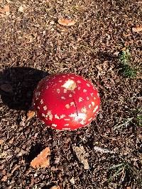 Amanita muscaria image