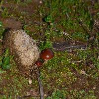 Psilocybe coprophila image