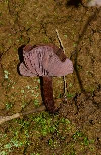 Laccaria amethysteo-occidentalis image