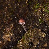 Mycena haematopus image