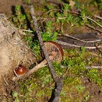 Psilocybe coprophila image