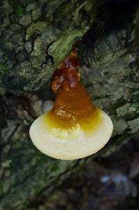 Ganoderma tsugae image