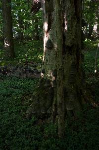 Fomes fomentarius image