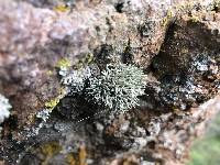 Niebla combeoides image
