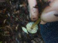 Hygrocybe psittacina var. psittacina image