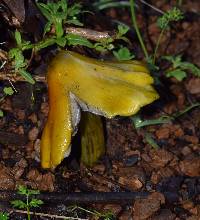 Hygrocybe singeri image