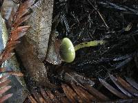 Hygrocybe psittacina var. psittacina image