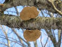 Fomitopsis betulina image