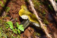 Hygrocybe singeri image