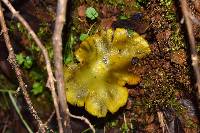 Hygrocybe singeri image