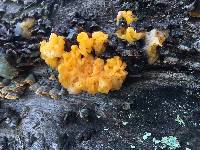 Tremella aurantia image