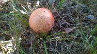 Amanita persicina image