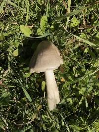 Volvariella gloiocephala image