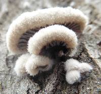 Schizophyllum commune image