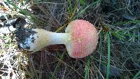 Amanita persicina image