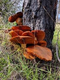 Gymnopilus ventricosus image