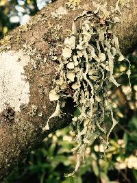 Ramalina leptocarpha image