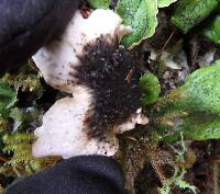 Peltigera britannica image