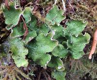 Peltigera britannica image