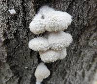 Schizophyllum commune image