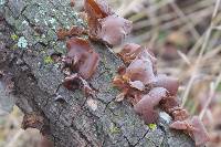 Auricularia auricula-judae image