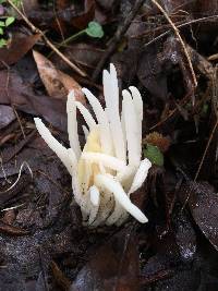 Clavaria fragilis image