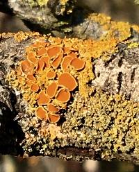 Xanthoria parietina var. parietina image