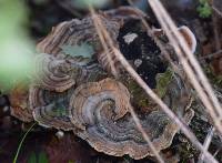 Trametes versicolor image