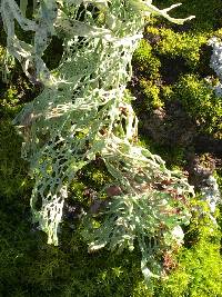 Ramalina menziesii image