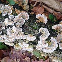 Trametes versicolor image