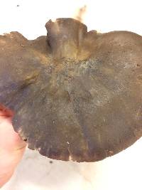 Entoloma ferruginans image