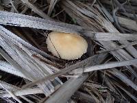 Psathyrella candolleana image